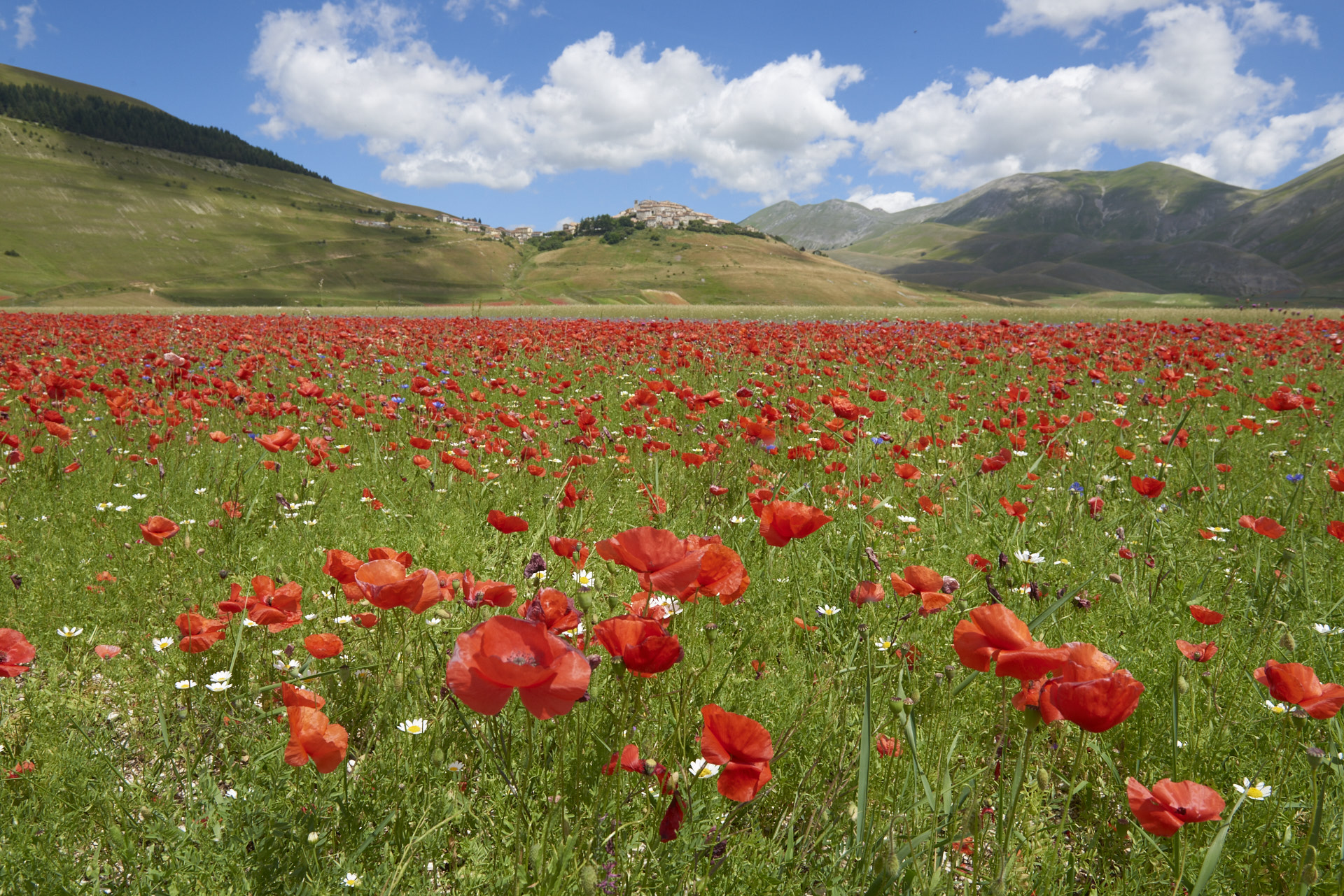 i papavari di Castelluccio di Norcia